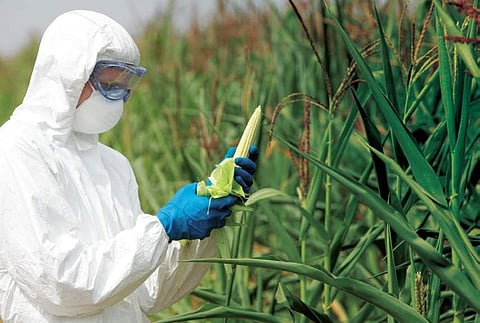 GM crops only after biosafety, socio-economic evaluation: Parliament panel