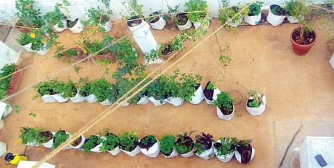 How facebook helped me grow my greens