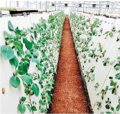 Aeroponics farming model at Sengodampalayam near Coimbatore | Express