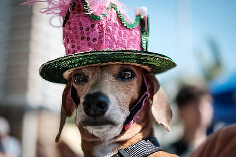 Dogs dressed in costume during the Rio Dog Carnival, known as the Blocao – with 'bloco' meaning street party and 'cao' dog. |AFP