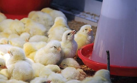 Image used for representational purpose only (File photo | EPS)