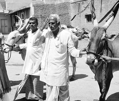 Villagers of Shirur near Navalgund with their cattle which are up for sale  |D Hemanth