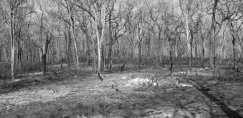 A fire that broke out a week ago in Bandipur destroyed hundreds of acres