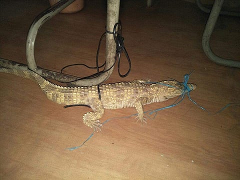 The baby crocodile found near Musi river in Hyderabad. (EPS)