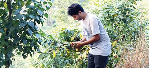 Twigs, healing flowers lead a doctor to his garden