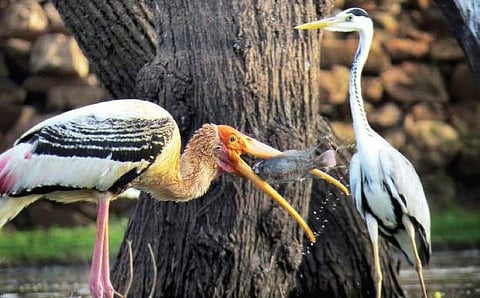 A painted stork enjoys a meal while a Grey Heron looks on at Ankasamudra Lake, which is home to 175 bird species | Vijay Ittigi