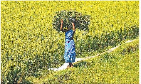 A farm labourer carrying the wilted paddy crops over her head for feeding the cattle near Tiruchy | M K Ashok Kumar