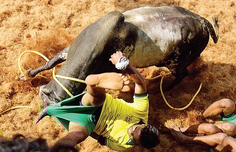 Scenes from the jallikattu in Avaniyapuram arena in Madurai, where the traditional sport was organised on Sunday | k K SUNDAR