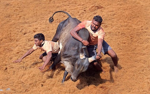 Bull tamers  trying to hold on the bull's back in the traditional sports of Jallikattu held at Palamedu near Madurai on Thursday.(KK Sundar | EPS)