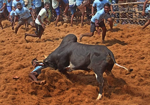 Two research centres in offing to give jallikattu breeds a leg up