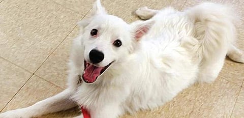 How do I calm my dog, and stop its constant barking?