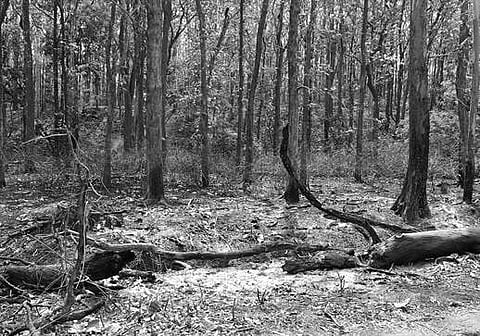 The forest fire in theShivamogga Wildlife Range near Shettyhalli Road has been brought under control by forest officials