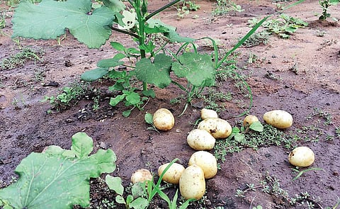 Organic potatoes are smaller and lighter in colour