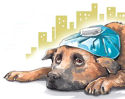 Watch out, there’s a distemper outbreak