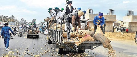 Farmers dump potatoes on a road at Kartarpur in Jalandhar | PTI