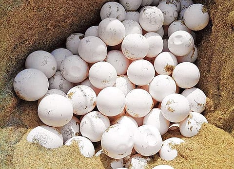 Turtle eggs in a nest under the watchful eyes of environmental activists | Express
