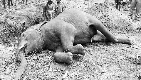 Carcass of the elephant in Saradhapur reserve forest under Narasinghpur range | Express