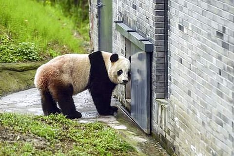 The giant panda Bao Bao stands in an enclosure at its new home at the panda research base in Dujiangyan in southwest China's Sichuan province Friday, March 24, 2017. (File | AP)