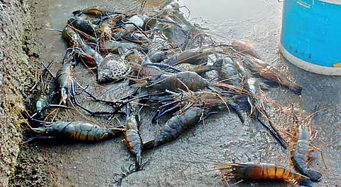 Dead prawns collected from the Periyar near the regulator-cum-bridge at Pathalam