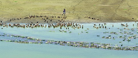 A flock of ducks on the Cholavaram reservoir, which is one of the primary source for city’s drinking water. It has hardly any water left to meet the rising summer demand | D SAMPATHKUMAR