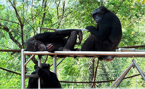 Chiko (18 years) and Chikitha (30 years) were found missing from their enclosure at around 9.50 am by the animal keeper G Chinna Rao. (EPS)