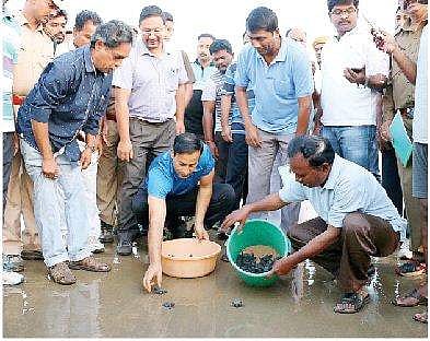 Collector Pravin Kumar releasing Olive Ridley hatchlings into Bay of Bengal, at the RK Beach in Visakhapatnam on Friday | Express