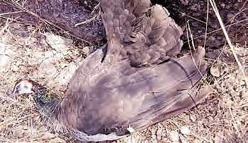 Carcass of peahen spotted at UoH on Sunday | Express photo