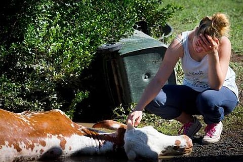 The owner of a cow, which drowned in floodwaters caused by Cyclone Debbie, cries after the recovery effort to rescue it in North MacLean, Brisbane on April 1. (Photo | AFP)