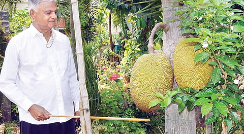 A tree-lover couple from Mysuru grow different species on a single plant, have more than 100 varieties of fruits in their garden
