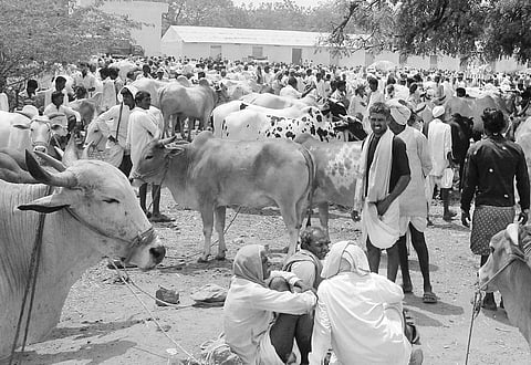 Farmers bring their cattle for sale at the APMC yard in Yadgir on Tuesday