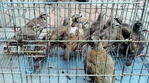 Chukar partridges caught from a house at Nedumbassery