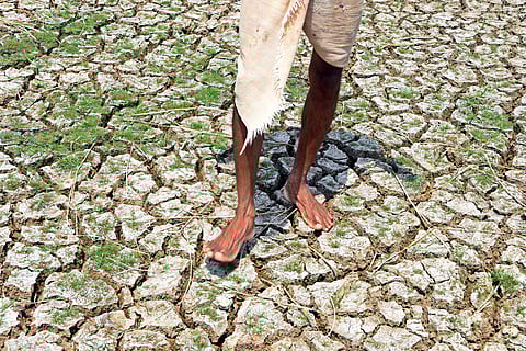 At many dry pockets of the block, the situation is turning grim with tube wells not yielding enough water. | Express Photo Service
