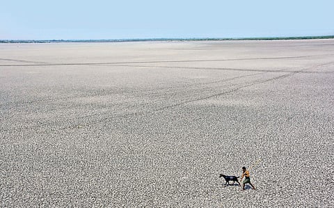 The Singanamala pond near Anantapur in Andhra Pradesh in the picture above is typical of the bleak landscapes in India this summer. For miles around on the dried tank bed, that lonely shepherd and his goat are the only fauna looking for the last clump of 
