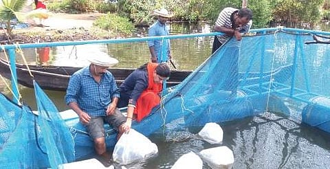 Fish seed being stocked into cages installed in a lake near Cherthala, Alappuzha