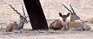 Water bodies filled to prevent man-animal conflict