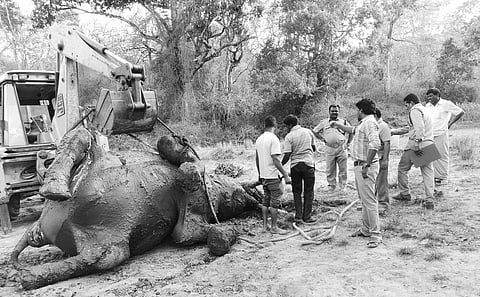 The elephant, which died after drinking slushy water in Biligirirangantha Temple sanctuary, being lifted