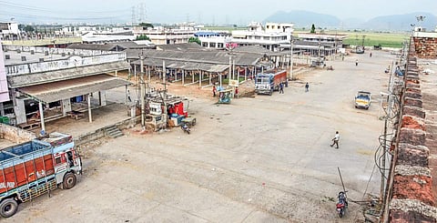 Not so sweet mango season as low yield upsets ryots, traders