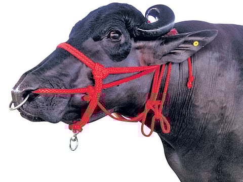 Nine-year-old Yuvraj