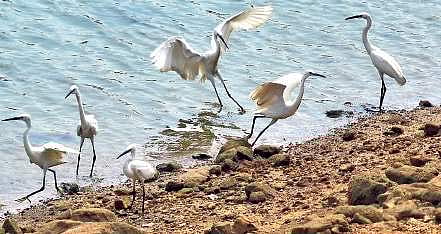 Flapping out the heat