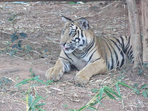 Now a Nandankanan Zoological Park tiger named after Bahubali