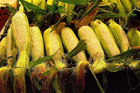 Corn | Reuters