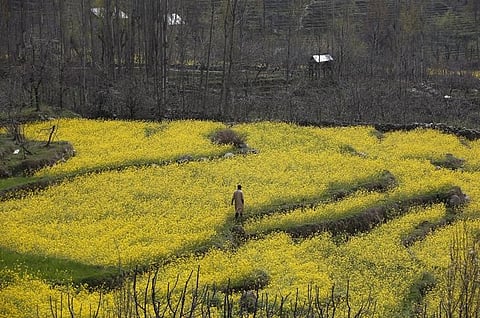 Mustard field (Reuters File image used for representational purpose)