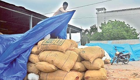 A farmer covering his chilli produce with a tarpaulin in Guntur on Wednesday to protect it from untimely rain | Express