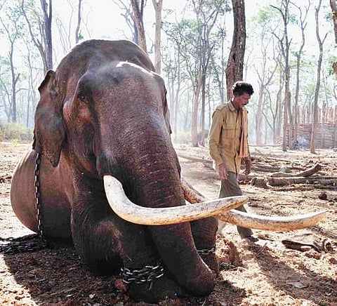‘There may not be elephants in India 50 yrs from now’