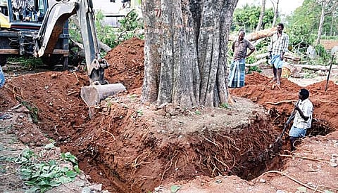 A tree being translocated from Sarjapur Road on Friday | Nagaraja Gadekal