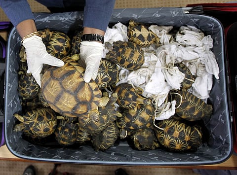 A Malaysian Customs official hold seized tortoise after a press conference at Customs office in Sepang, Malaysia, Malaysia on Monday, May 15, 2017.(AP)