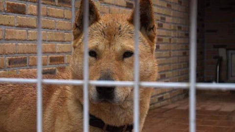 Dog sentenced to death for biting child in Pakistan