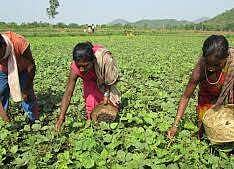 Odisha cultivators