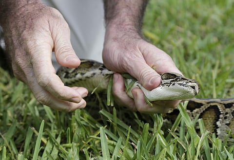 In this Sept. 30, 2015, file photo, a Burmese python is held before being bagged during a demonstration by the Florida Fish and Conservation Commission to promote the upcoming Python Challenge in Davie, Fla. 