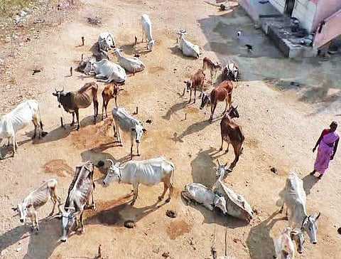 The Umbalacherry cattle in an open shed in Kanaiyaru near Ulundurpet awaiting fodder and water. Farmers claim that due to drought-like condition, they are unable to feed the breed, which is known to withstand extreme climate | Express